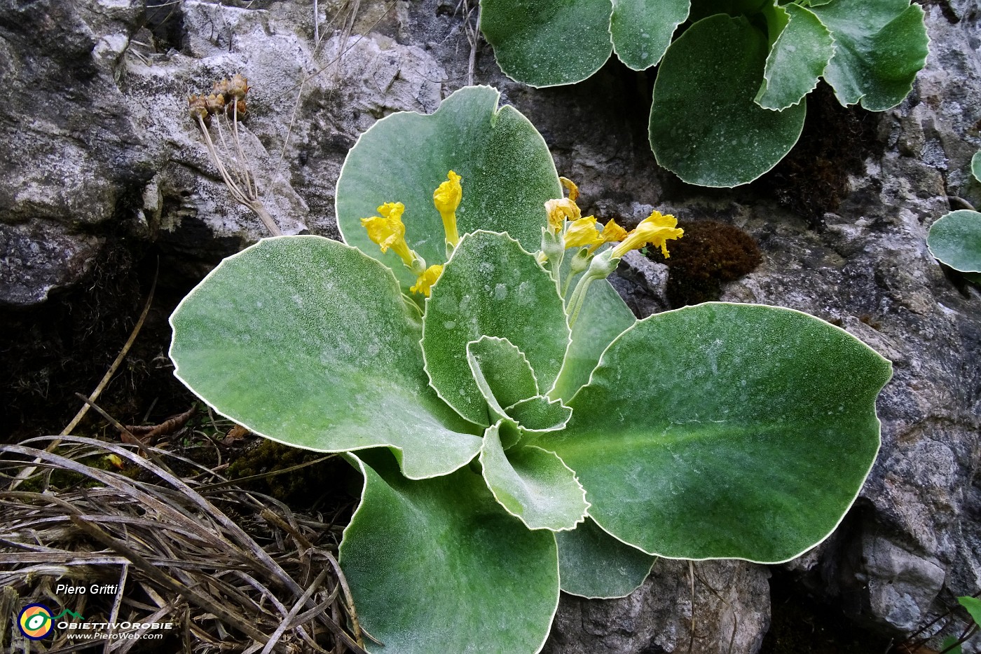 23 Orecchia d'orso (Primula auricula).JPG -                                